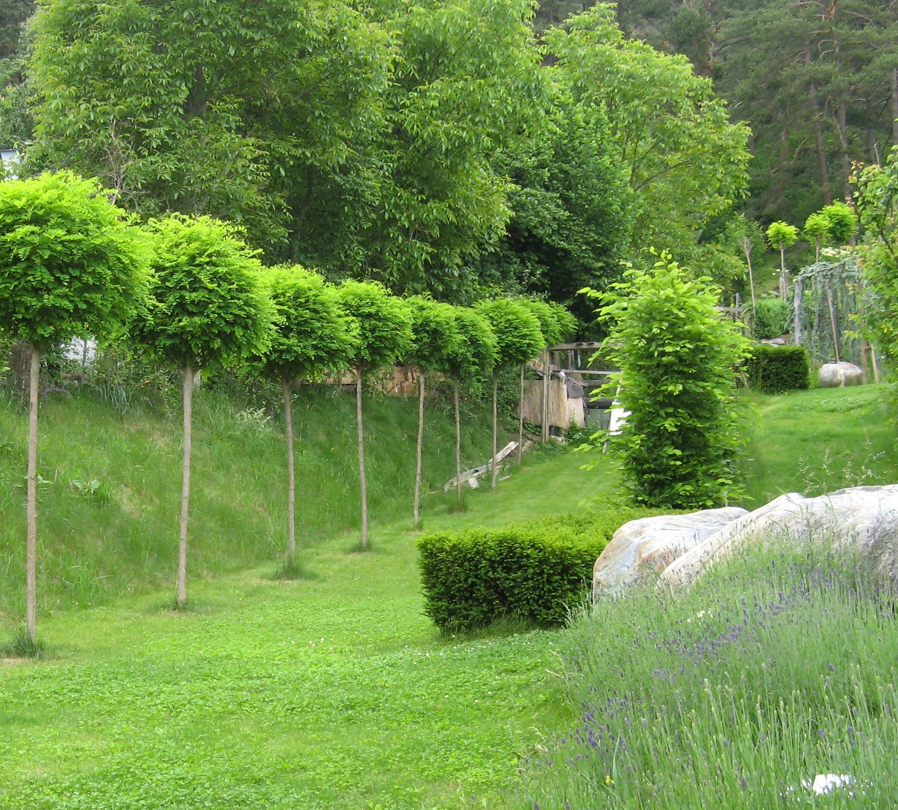 Gartenpflege: Formschnitt und Hecken