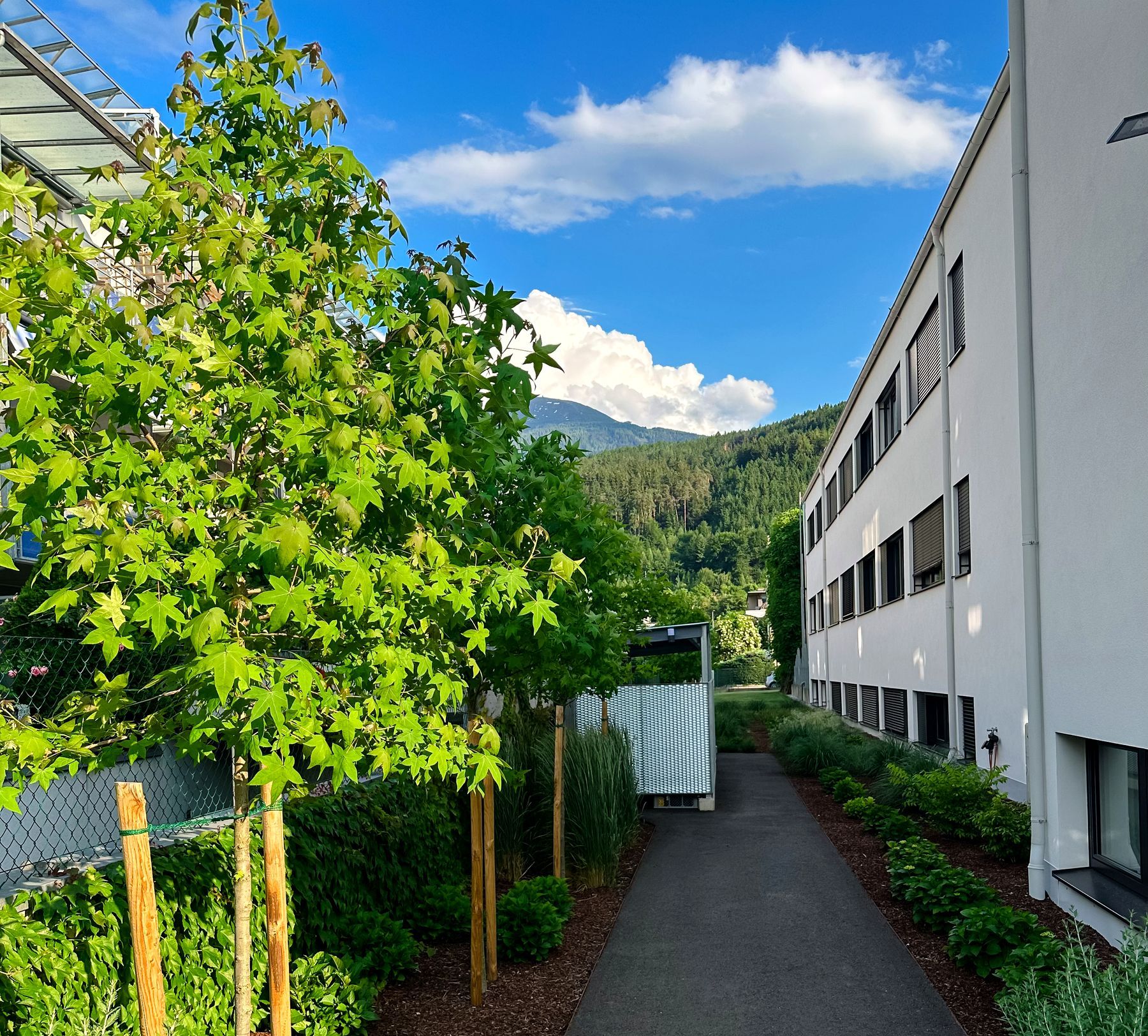 Gartenweg zwischen Pflanzung und Haus