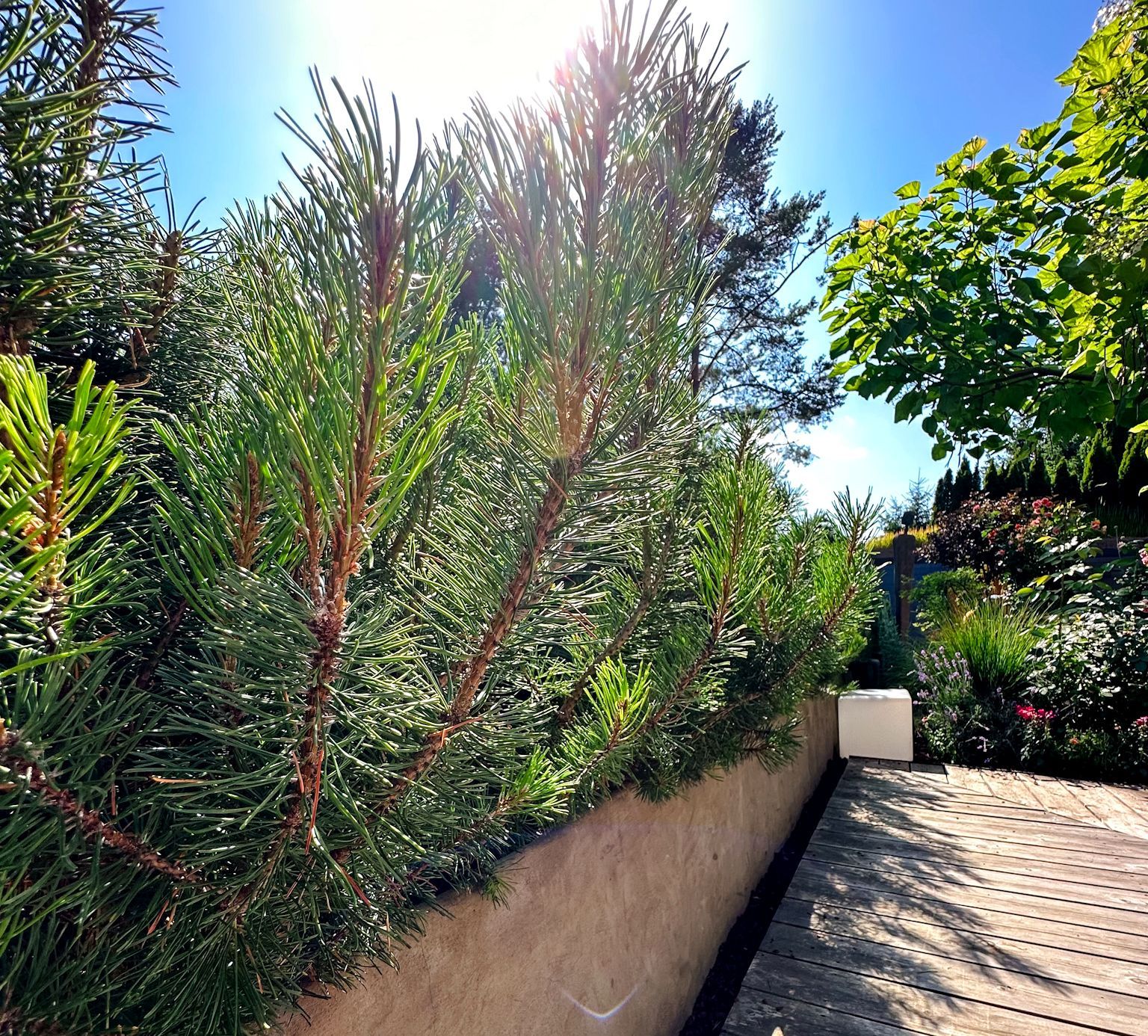 Gartenweg zwischen Pflanzung