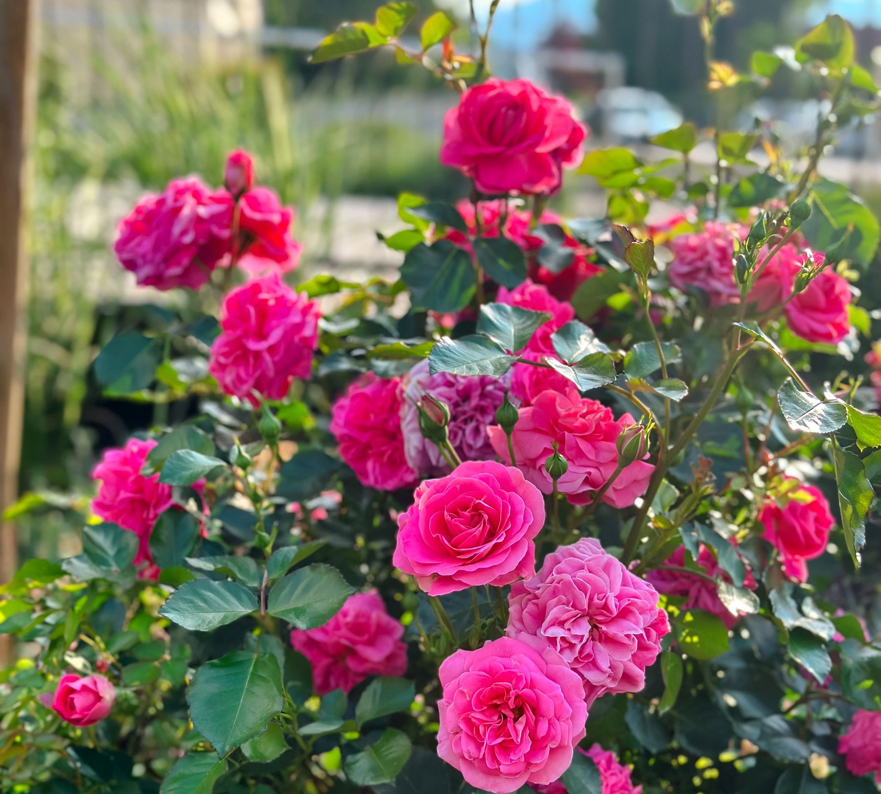 Pflanzung und Blick in den Garten
